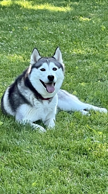 Rosé laying in green grass smiling