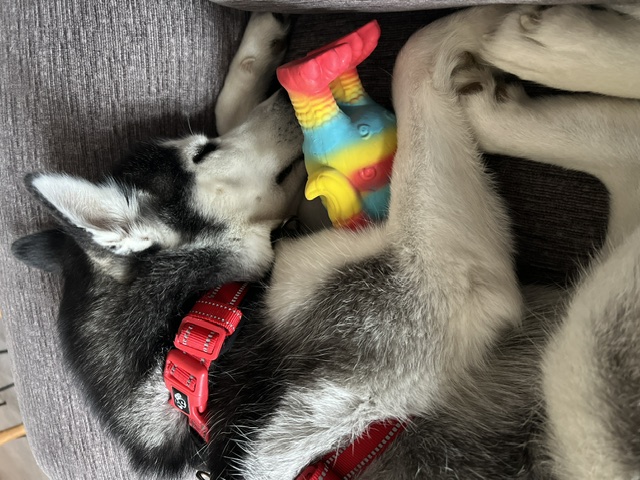Rosé with a toy on the couch