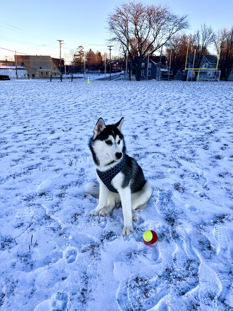 Rosé sitting in snow with tennis ball