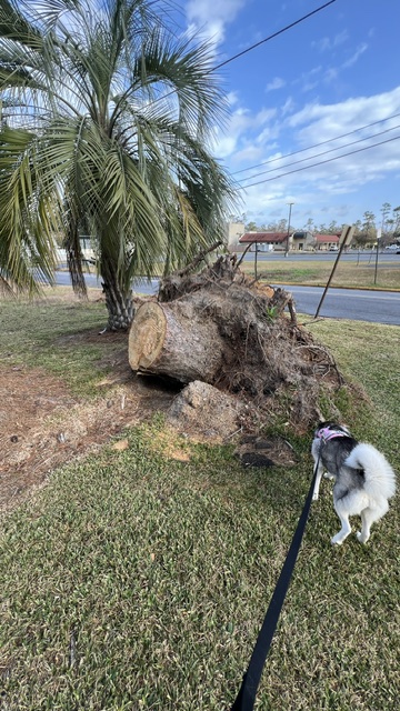 Rosé inspecting a fallen palm tree