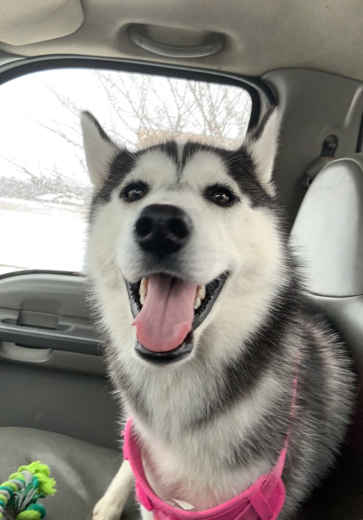 Rosé smiling in the car in winter