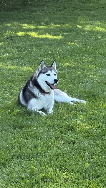 Rosé lounging in the grass
