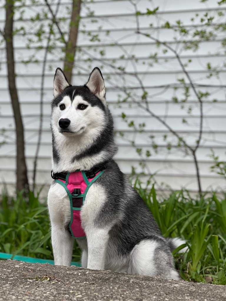 Rosé the husky at golden hour