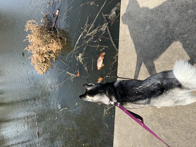 Rosé watching the pond
