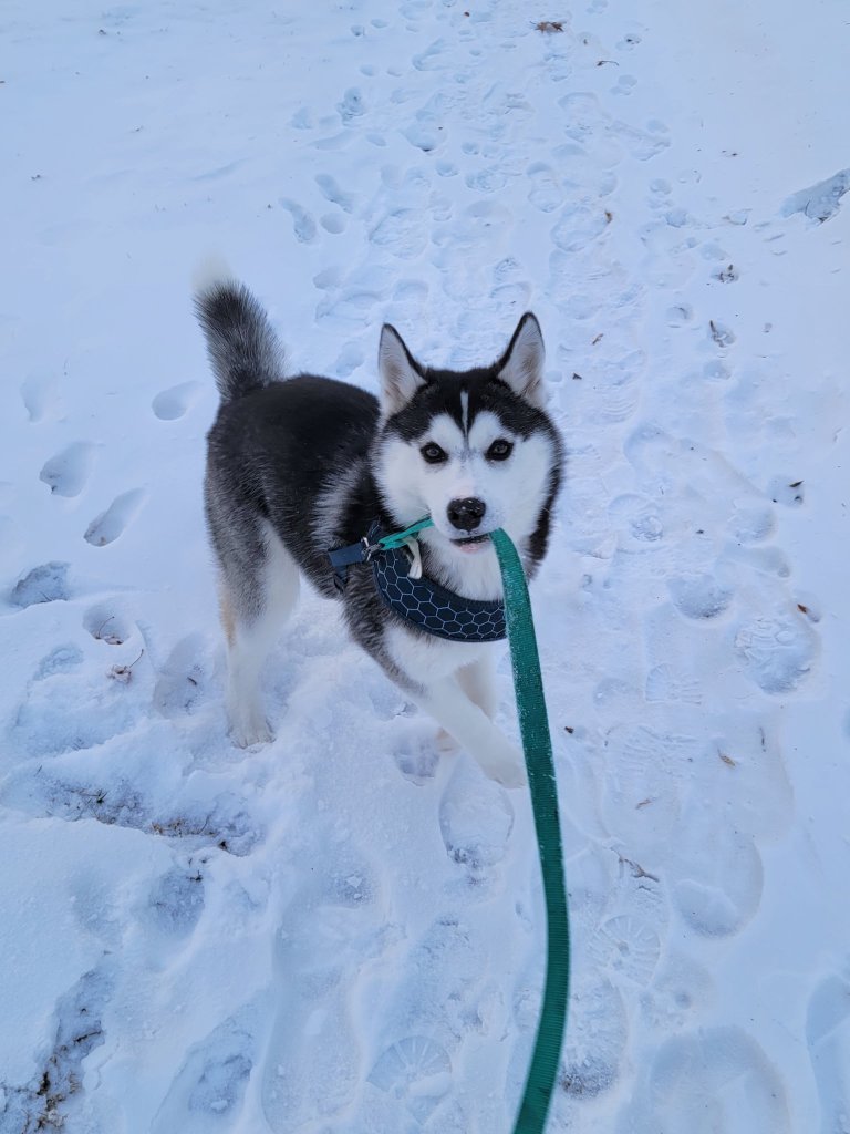 Rosé in the snow on a leash