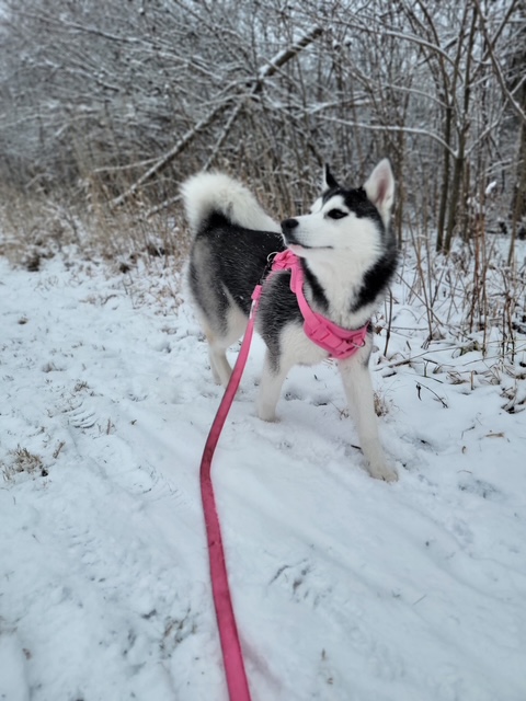 Rosé on snowy trail in pink harness