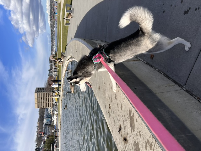 Rosé at the waterfront in Seattle