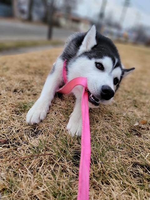 Rosé chewing her leash as a puppy