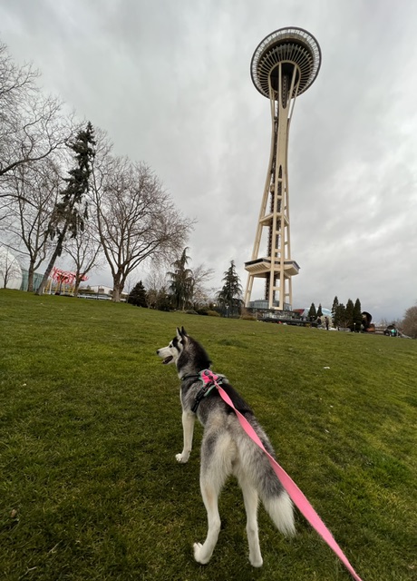 Rosé at the Space Needle