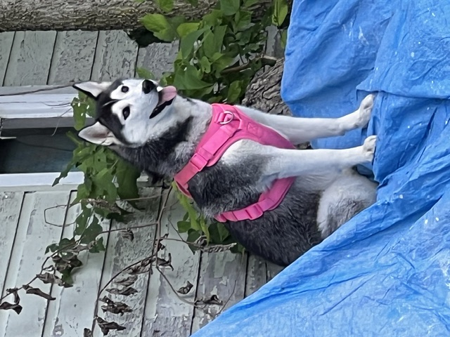 Rosé sitting on a blue tarp