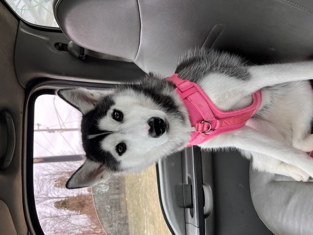 Rosé as a puppy in pink harness in the car