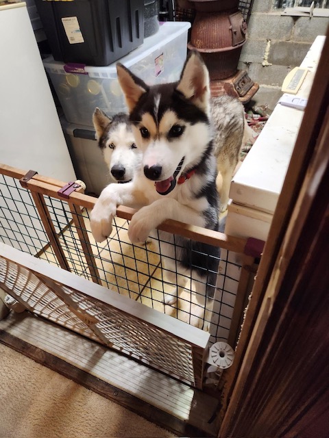 Two huskies at a gate