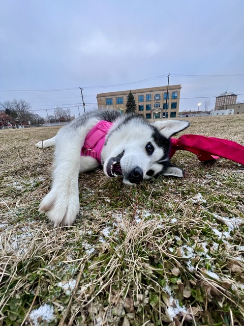 Rosé on a walk at the park