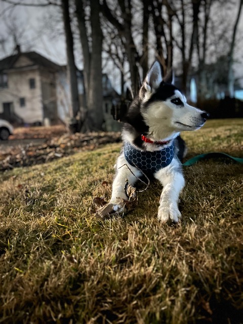 Rosé as a puppy sitting in golden light