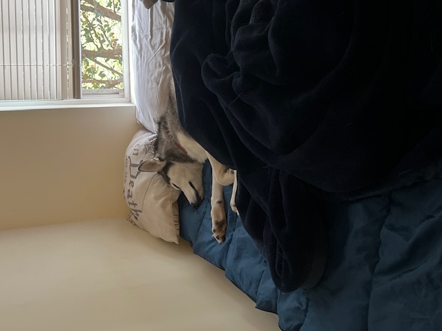 Rosé sleeping on the bed