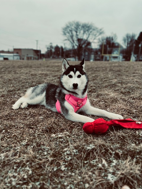 Rosé laying in a field with toys