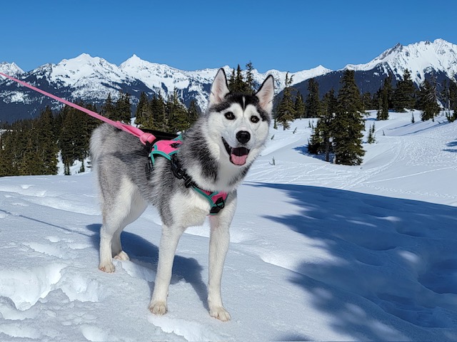 Tor and Rosé on the snow with mountain backdrop