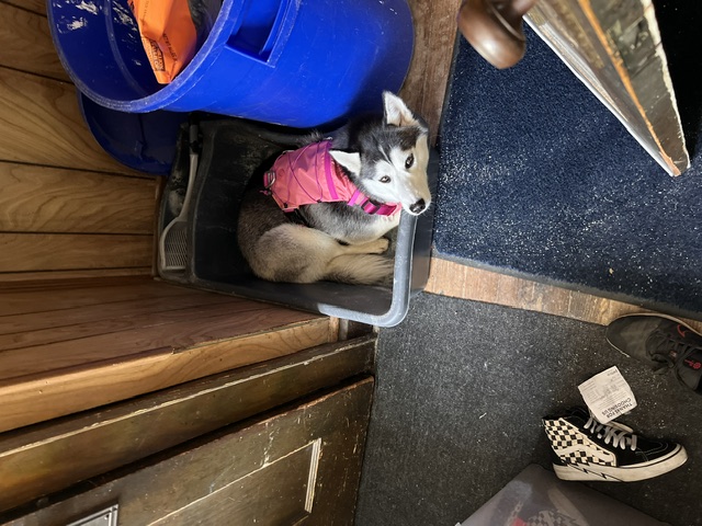 Rosé curled up in a bin as a puppy