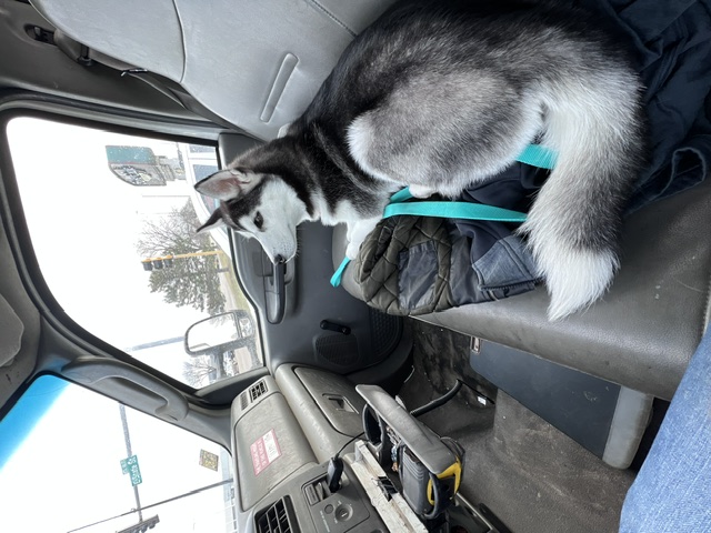 Rosé riding shotgun in the truck