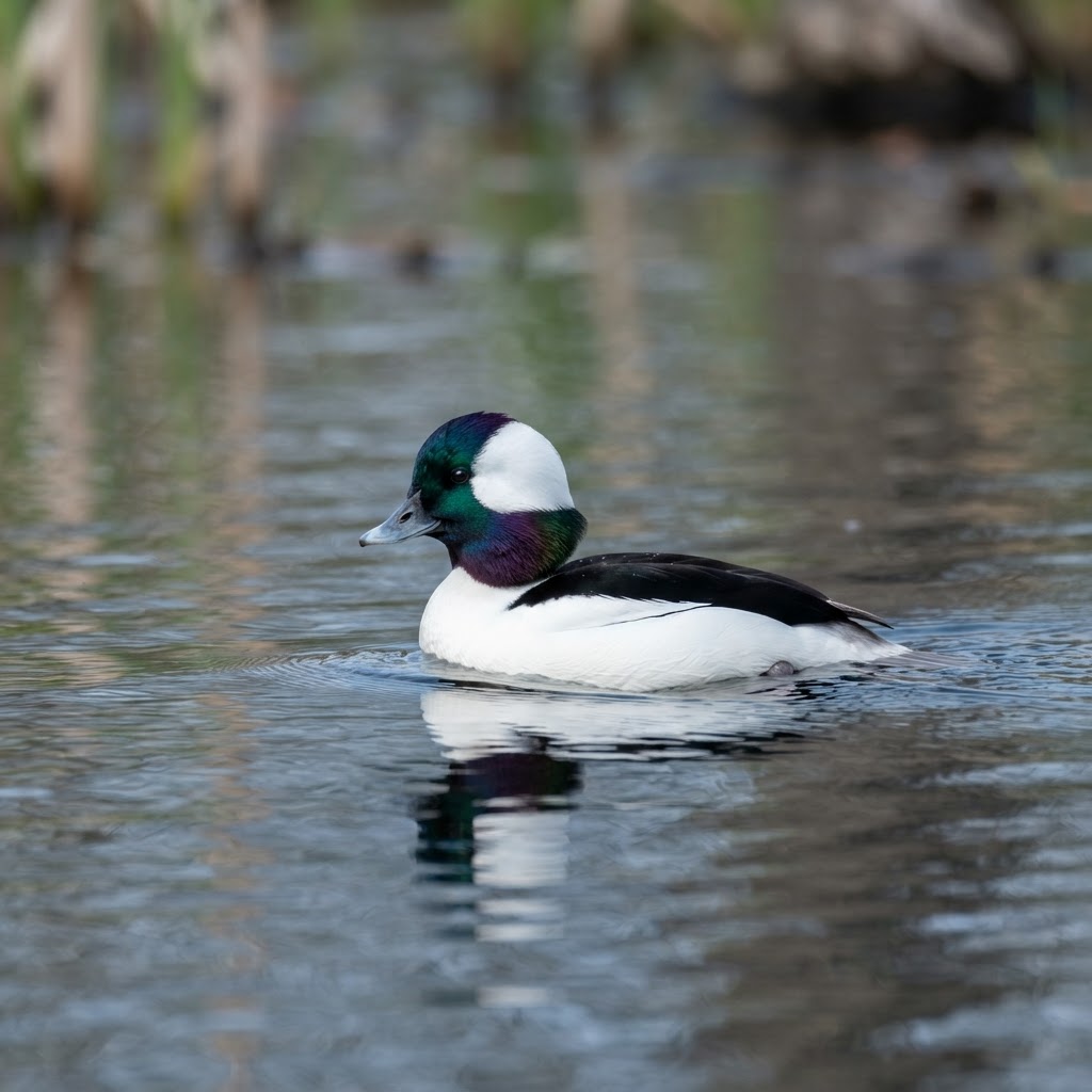 Bufflehead
