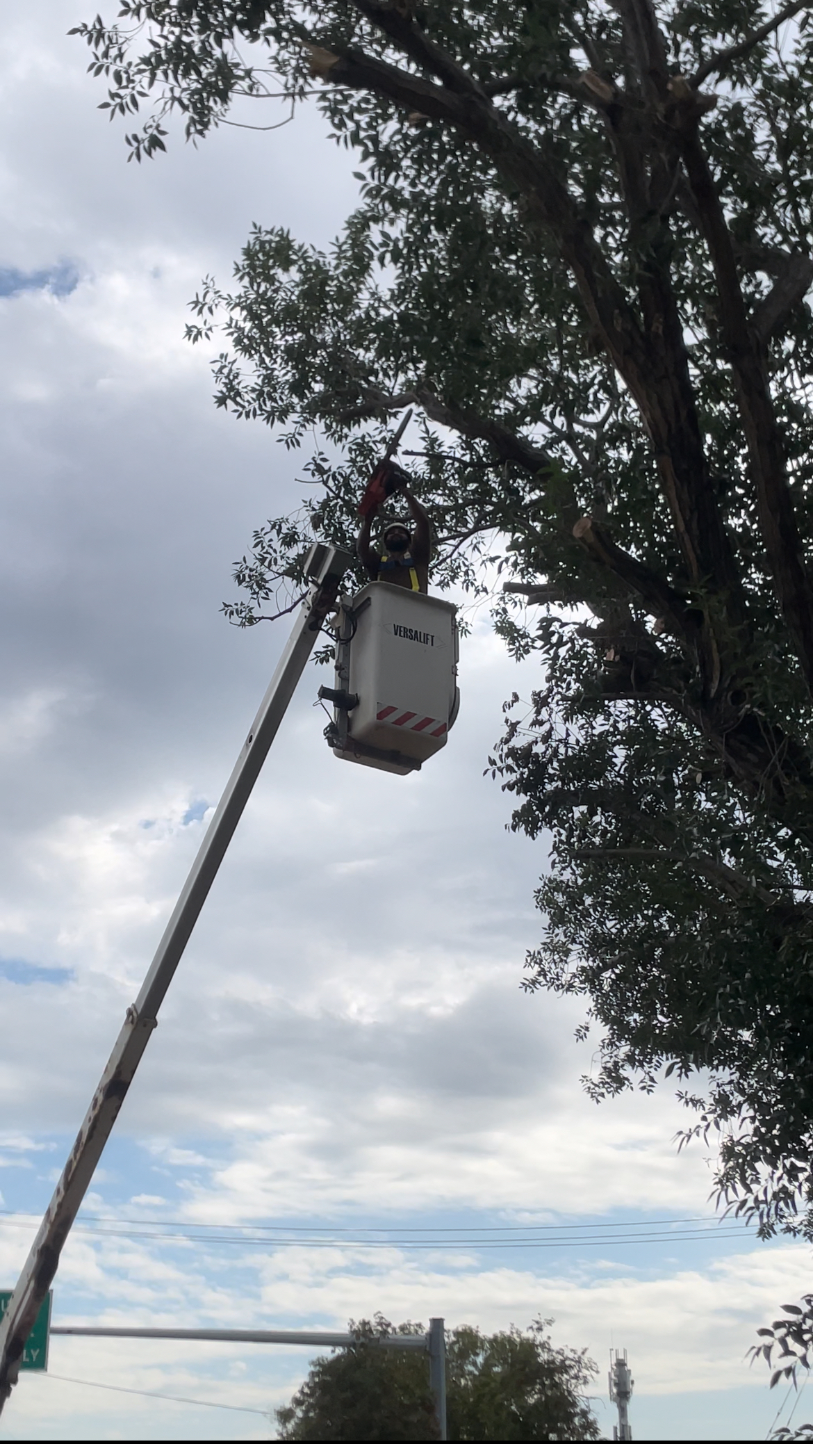 Tree trimming and pruning work on a residential property in Edmonton