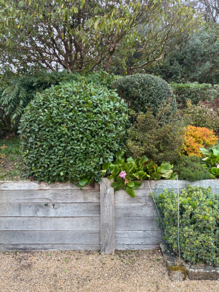 Topiary Shaping - after