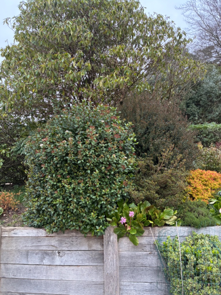 Topiary Shaping - before