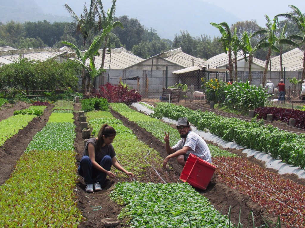 Farm-to-table experience