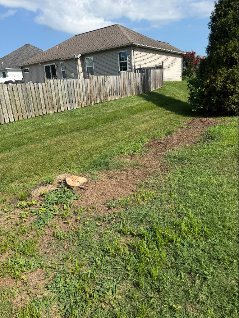Backyard after brush and debris removal