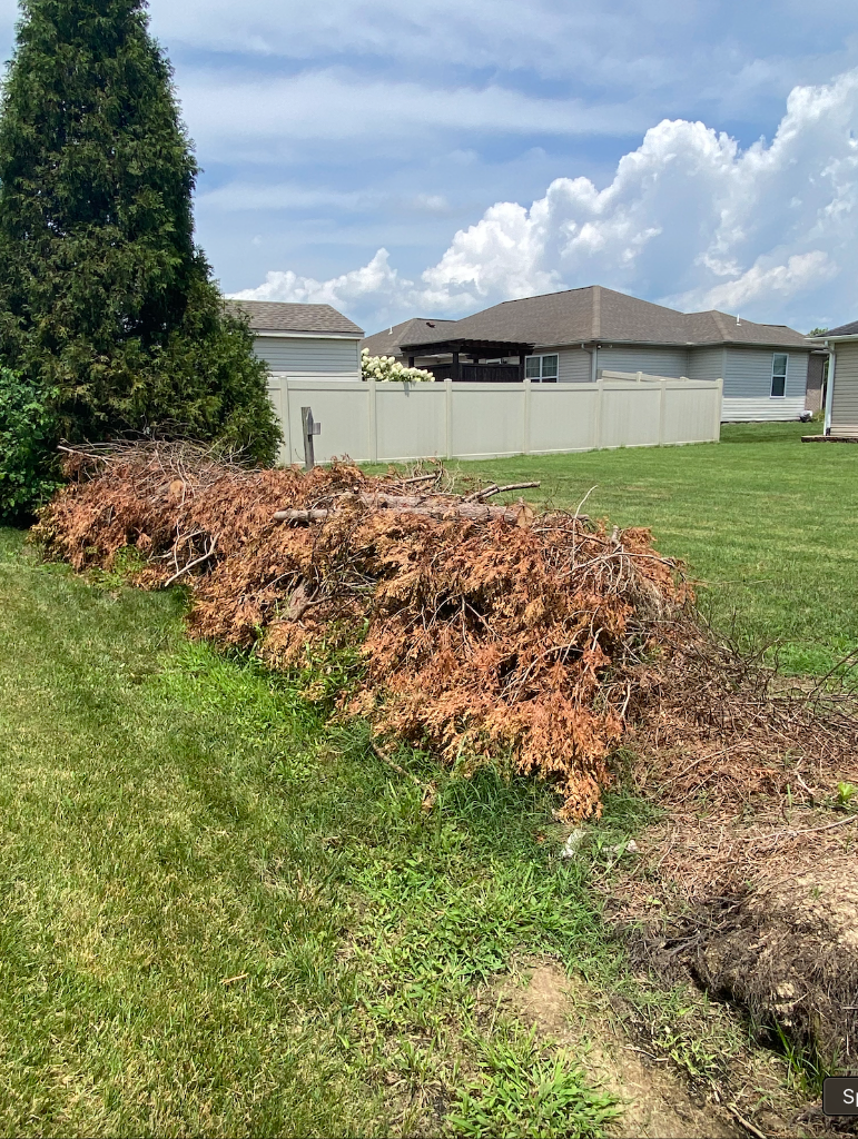 Backyard before haul-away with large pile of dead branches
