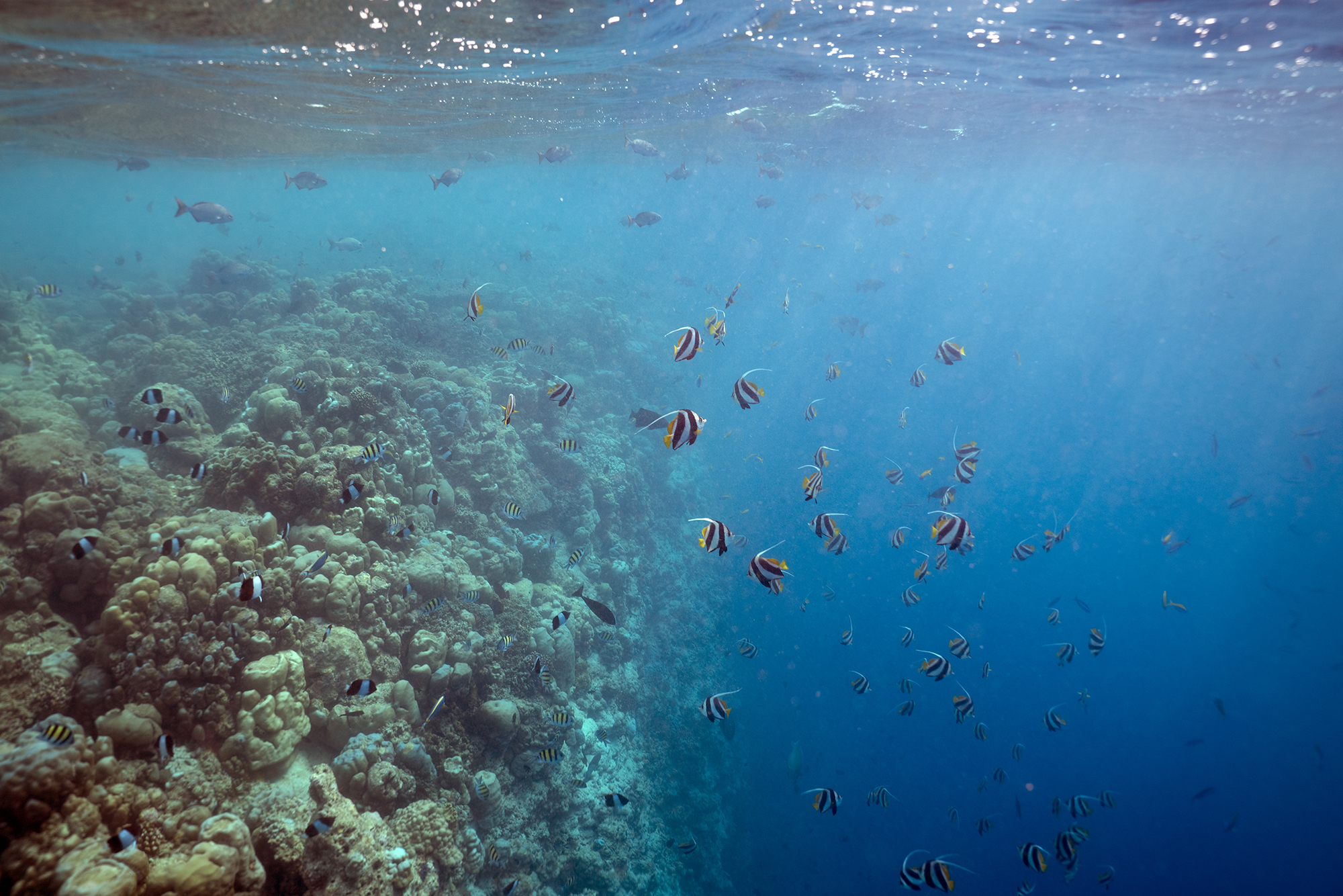 Snorkelling on vibrant coral reefs in Noonu Atoll