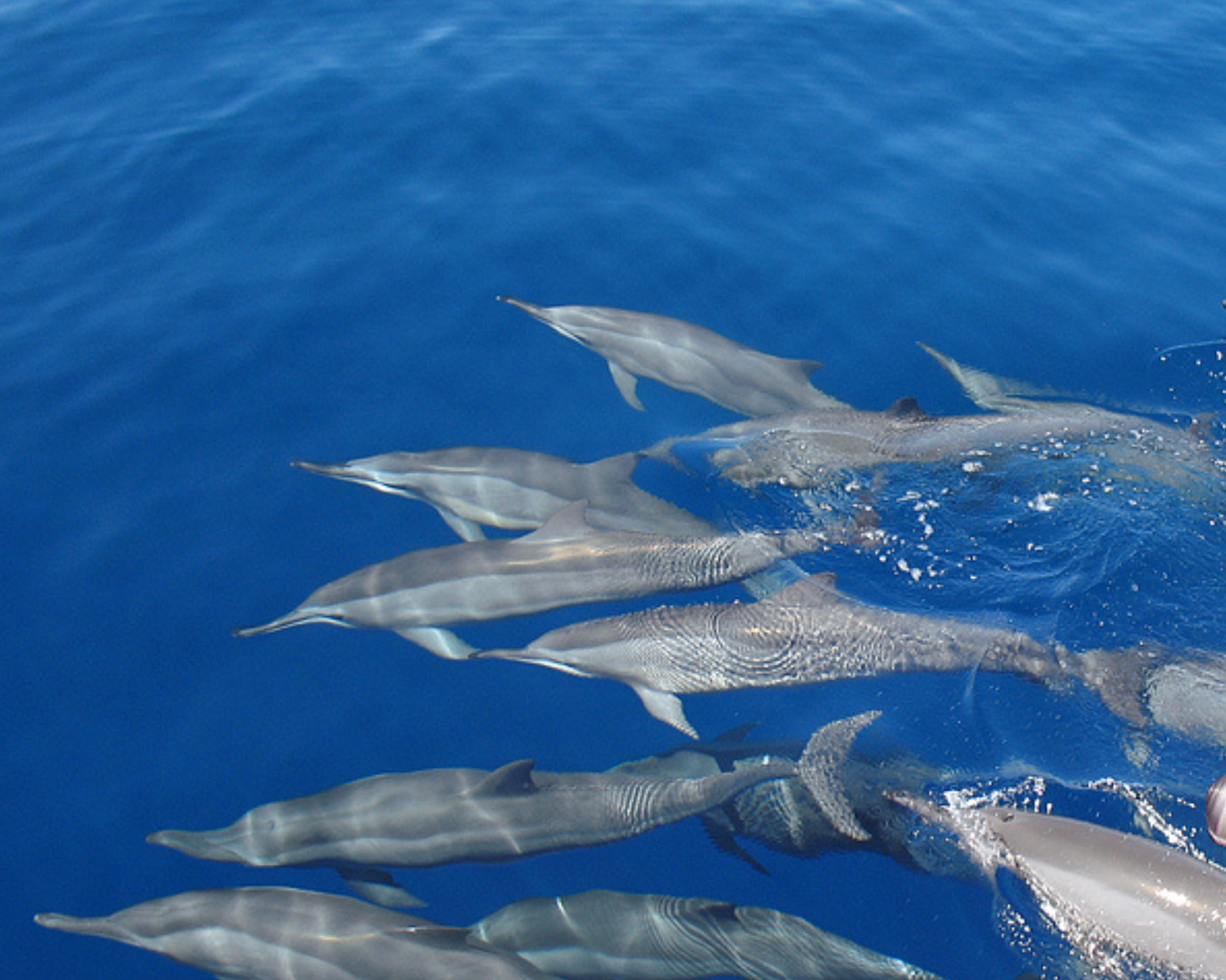 Dolphin watching cruise near Manadhoo
