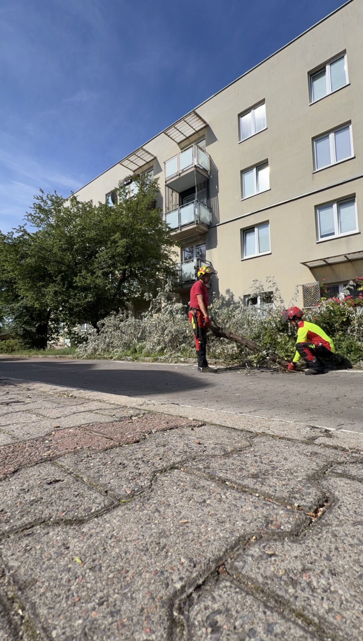 Zespół ARBOR TEAM przy usuwaniu przewróconego drzewa przy budynku