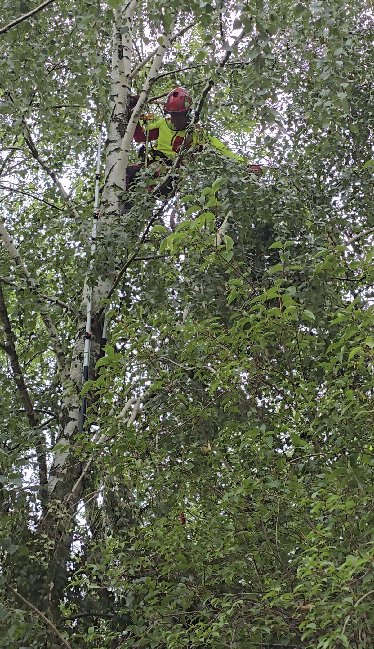 Arbortysta wykonujący pielęgnację brzozy na terenie osiedla w Pruszkowie