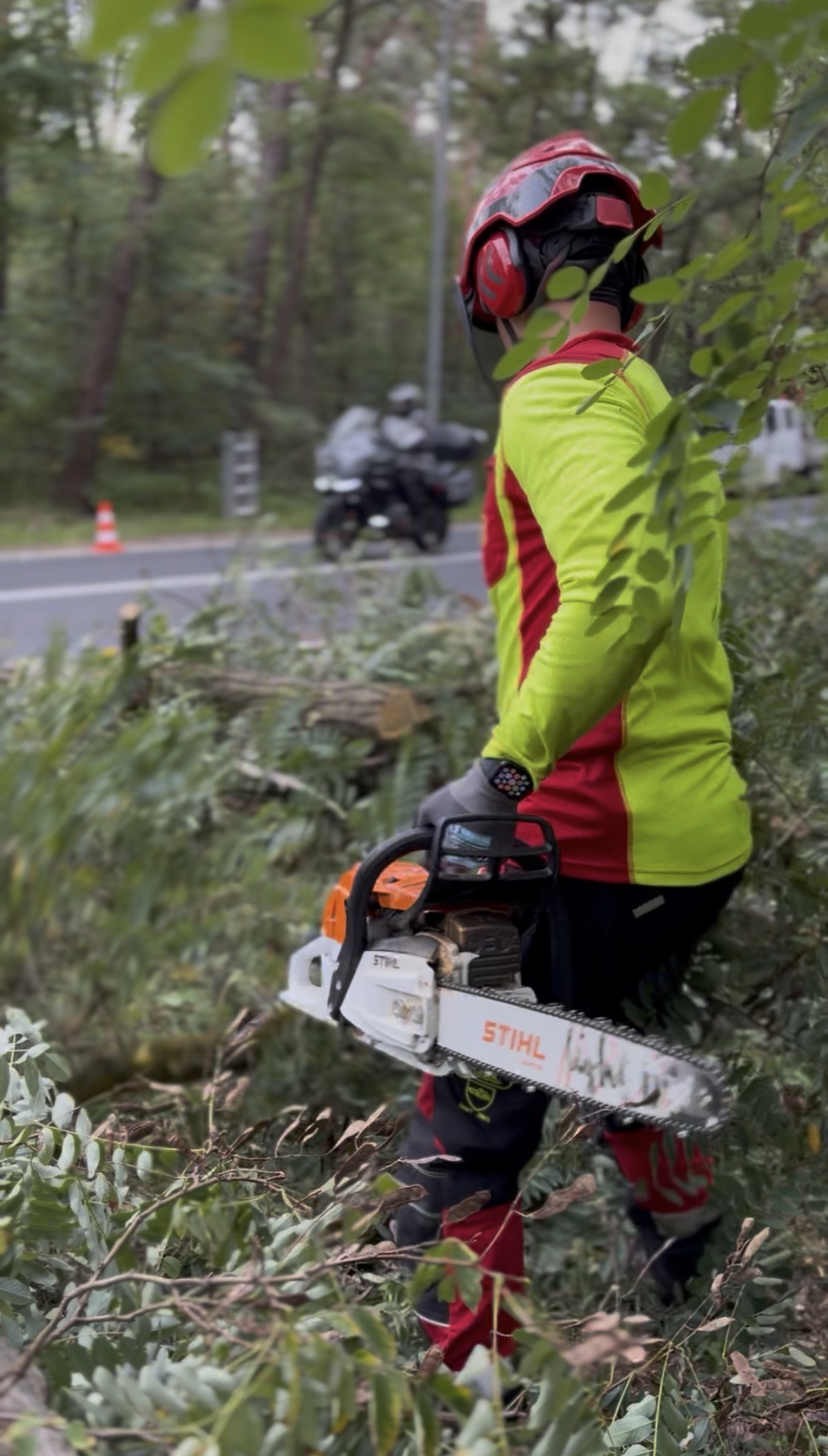 Arbortysta z pilarką podczas wycinki robinii przy drodze