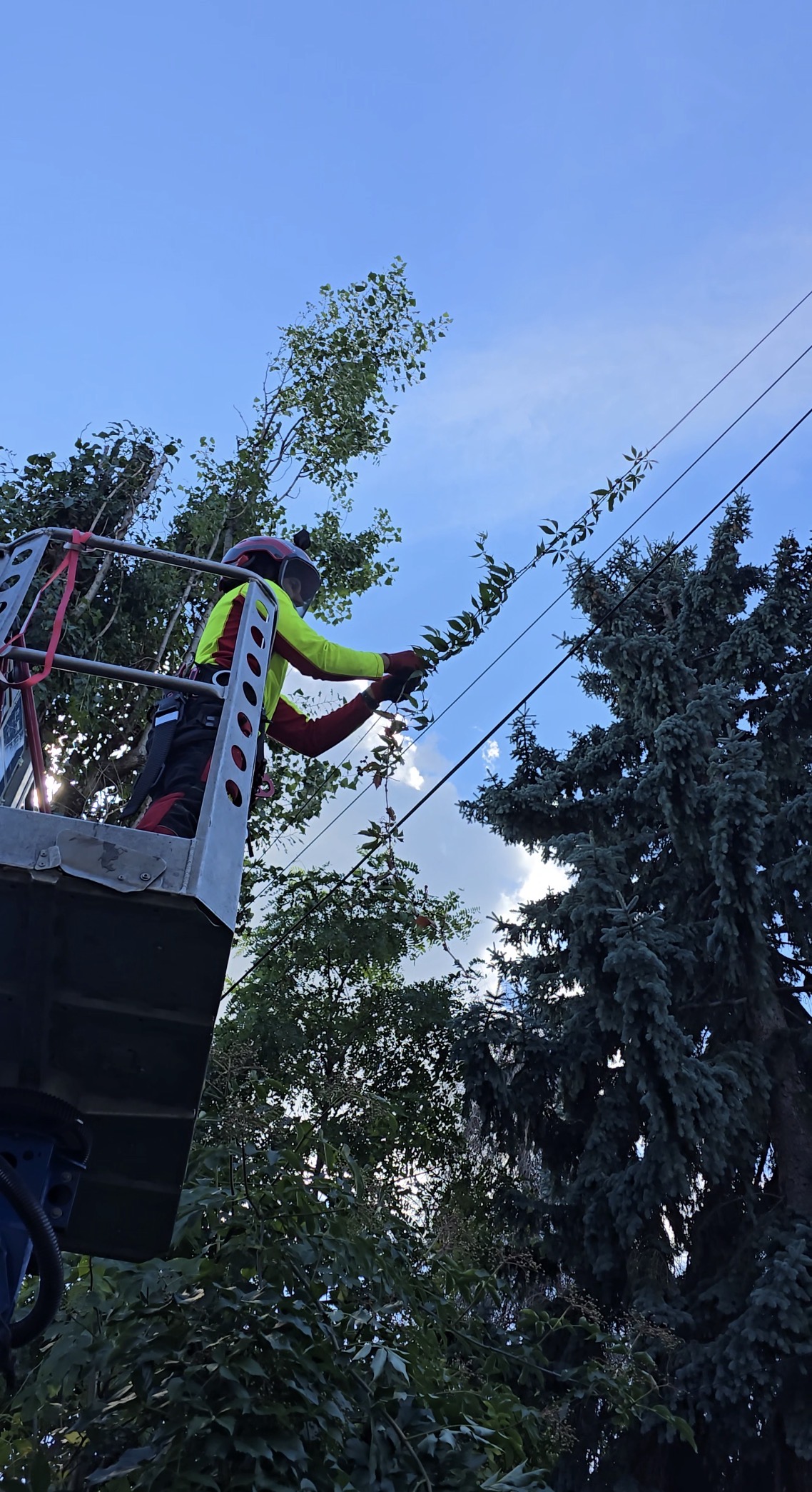 Arbortysta przycina gałęzie topoli w podnośniku