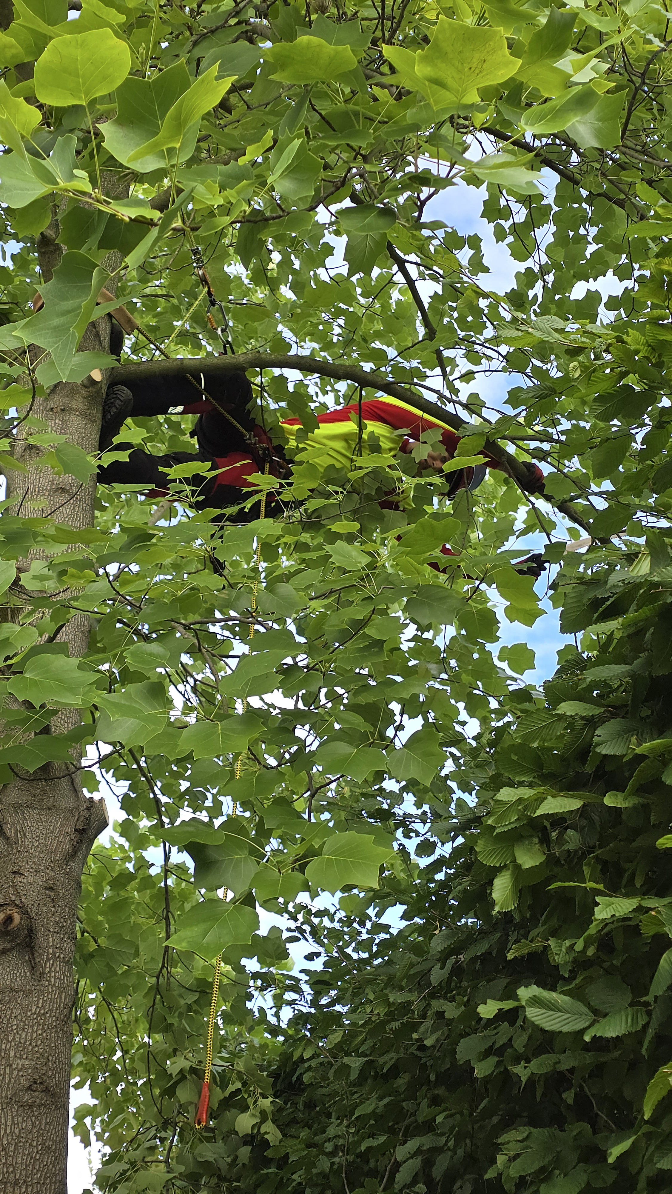 Arbortysta w koronie platana na tle nieba