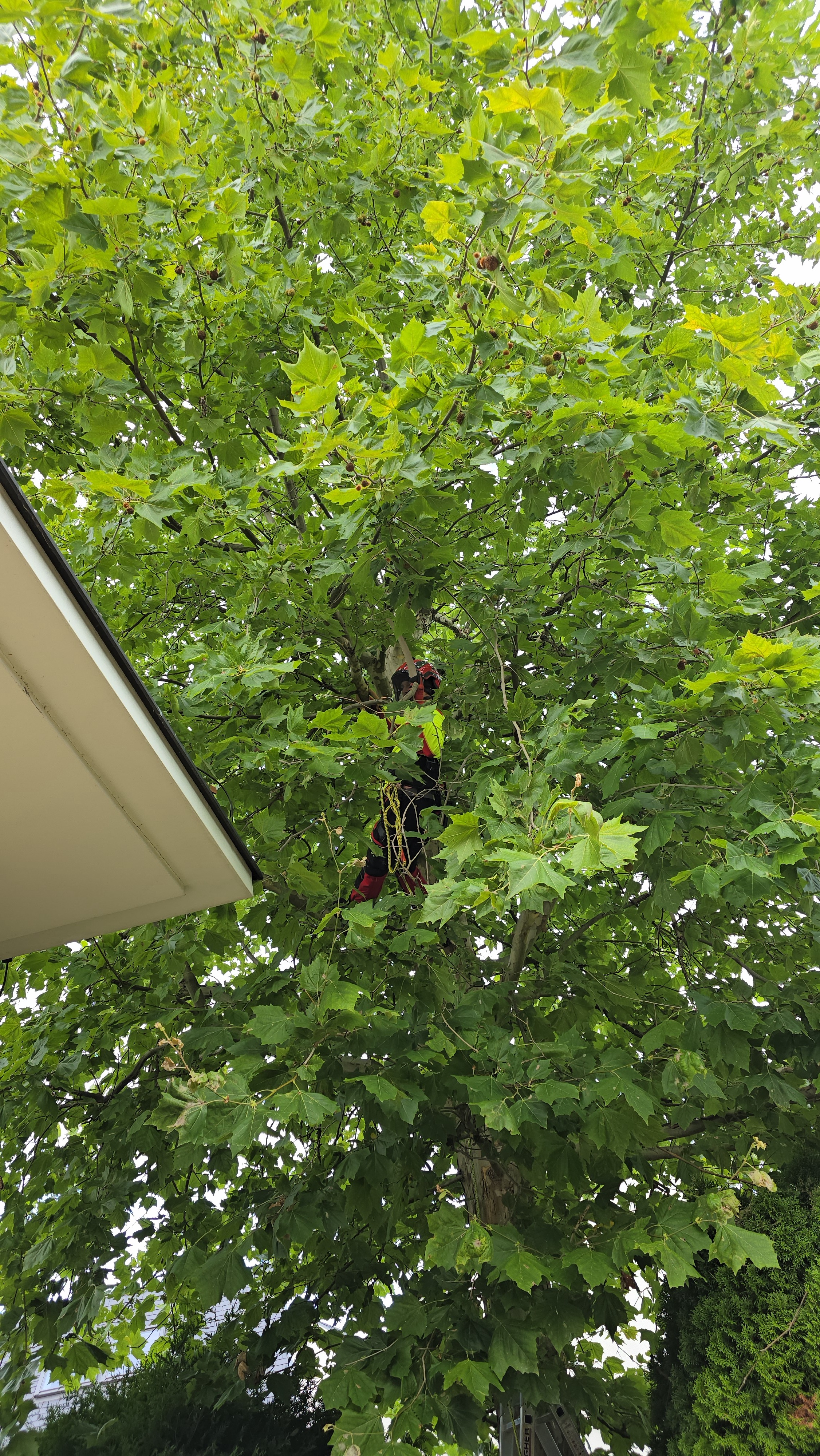 Arbortysta zabezpieczony linami podczas cięcia gałęzi platana