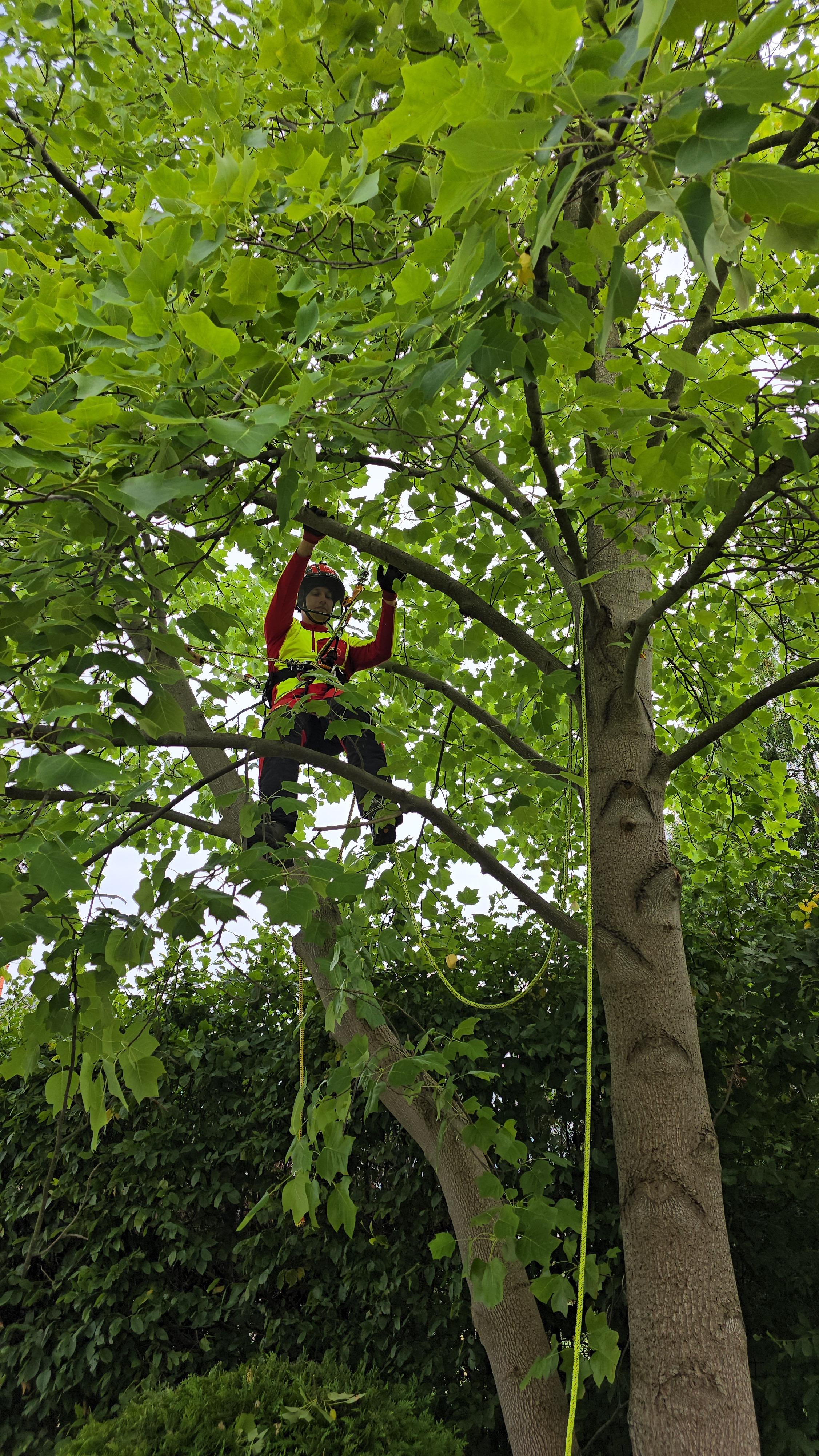 Arbortysta pracujący piłą w koronie tulipanowca