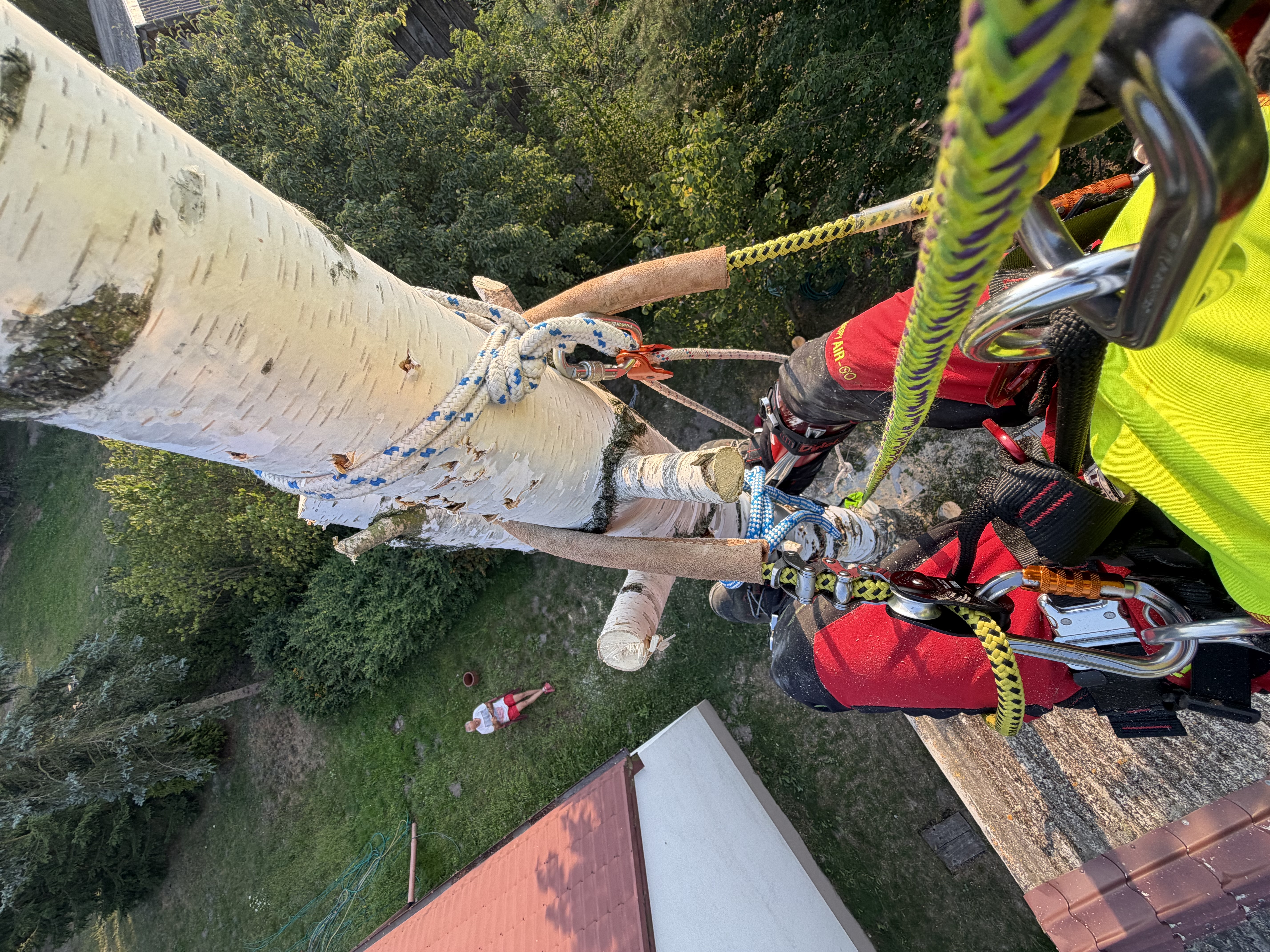 Widok z góry na arboryystę zabezpieczonego na pniu brzozy
