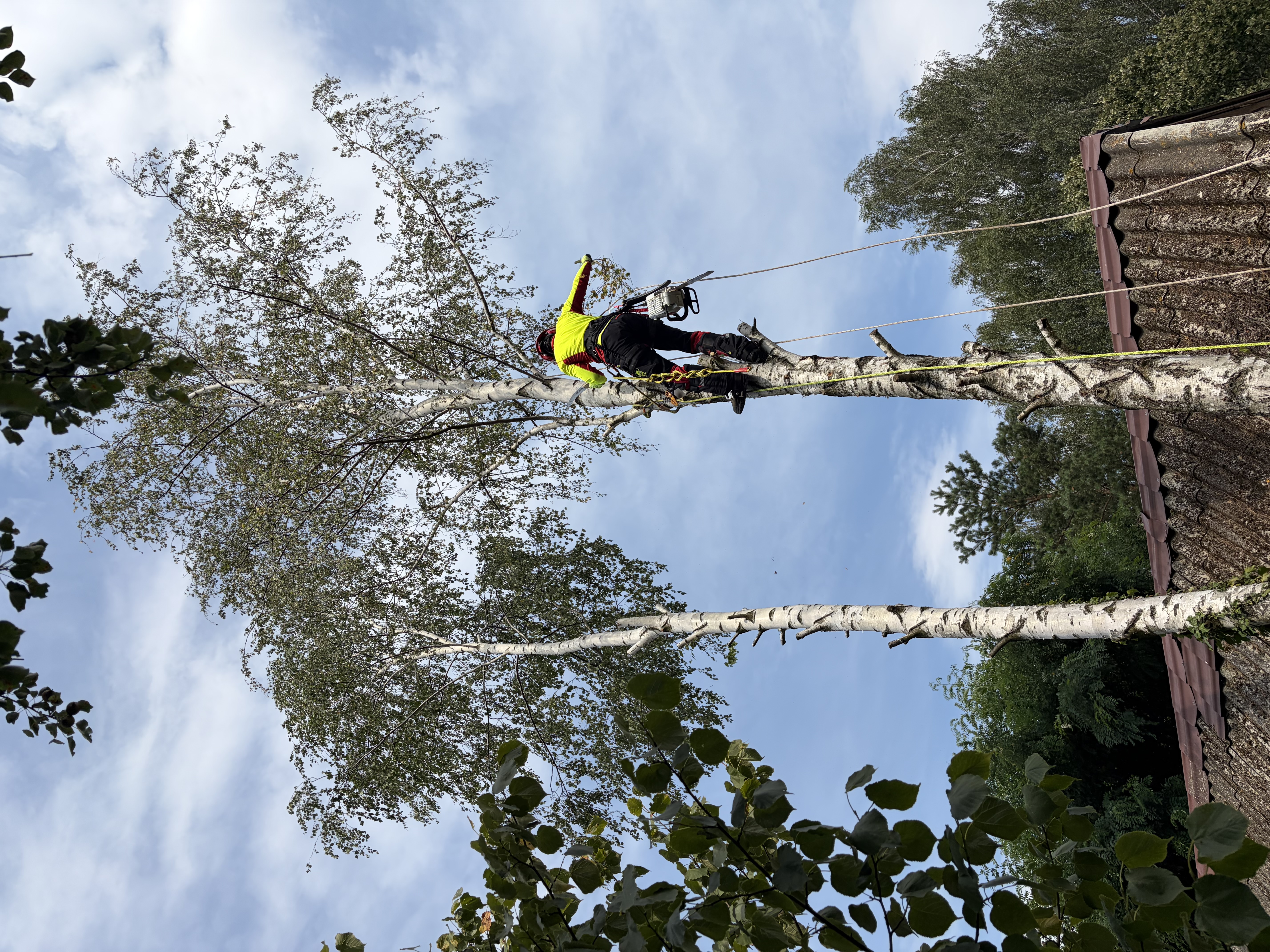 Arbortysta wspinający się w koronie brzozy z piłą na plecach