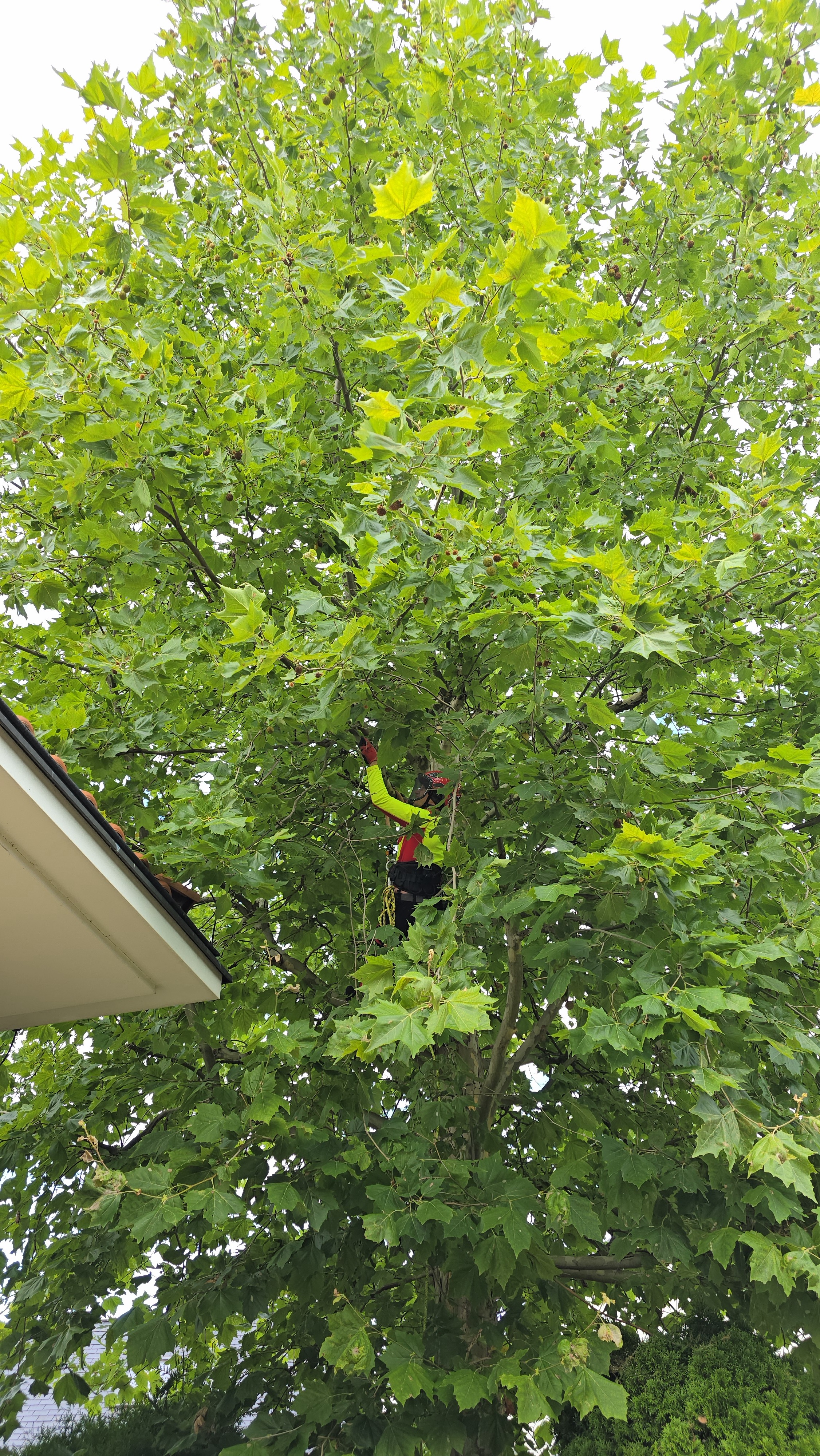 Arbortysta sięgający po gałąź w gęstej koronie platana