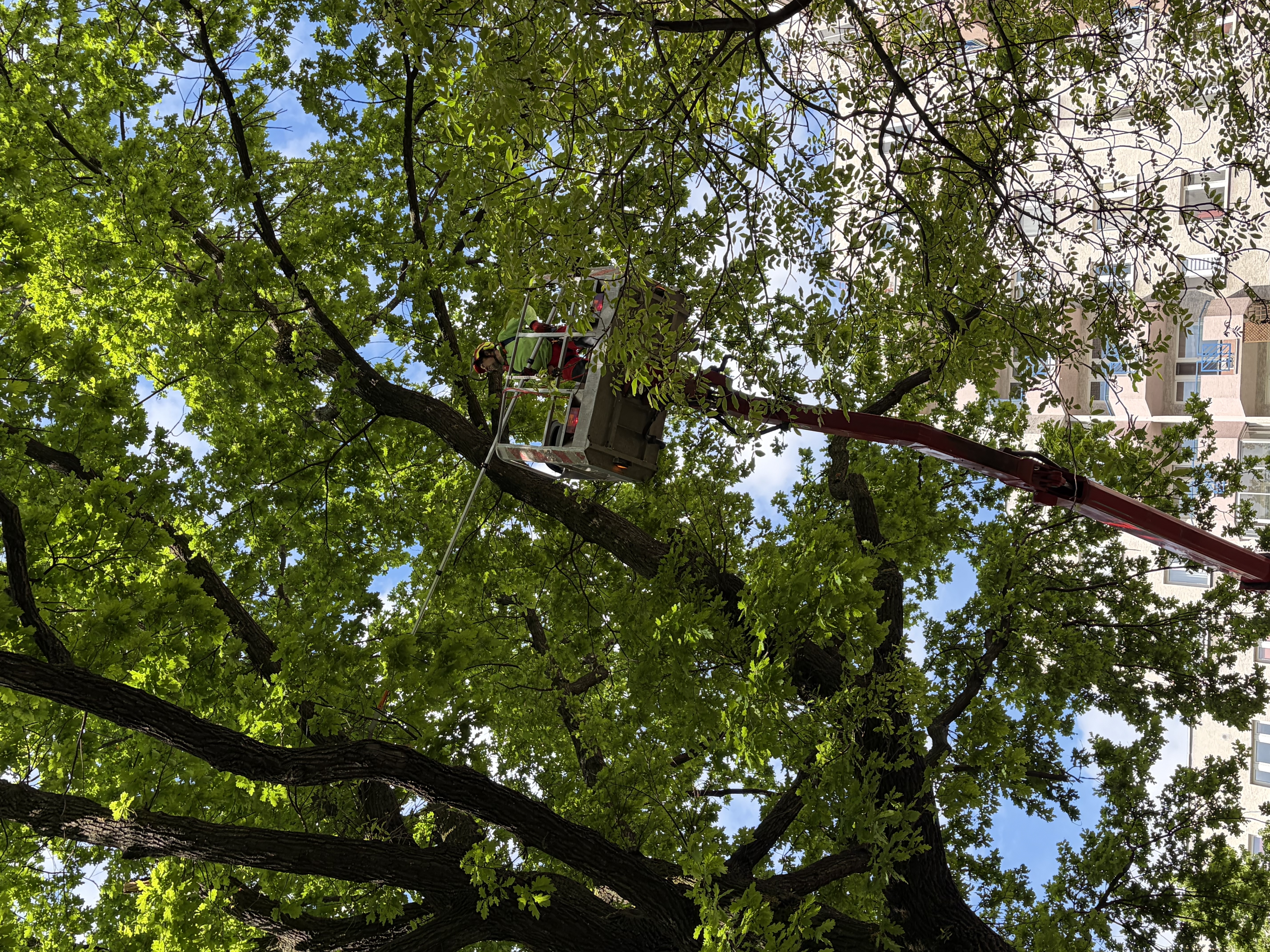 Arbortysta w koszu podnośnika podczas pielęgnacji korony drzewa