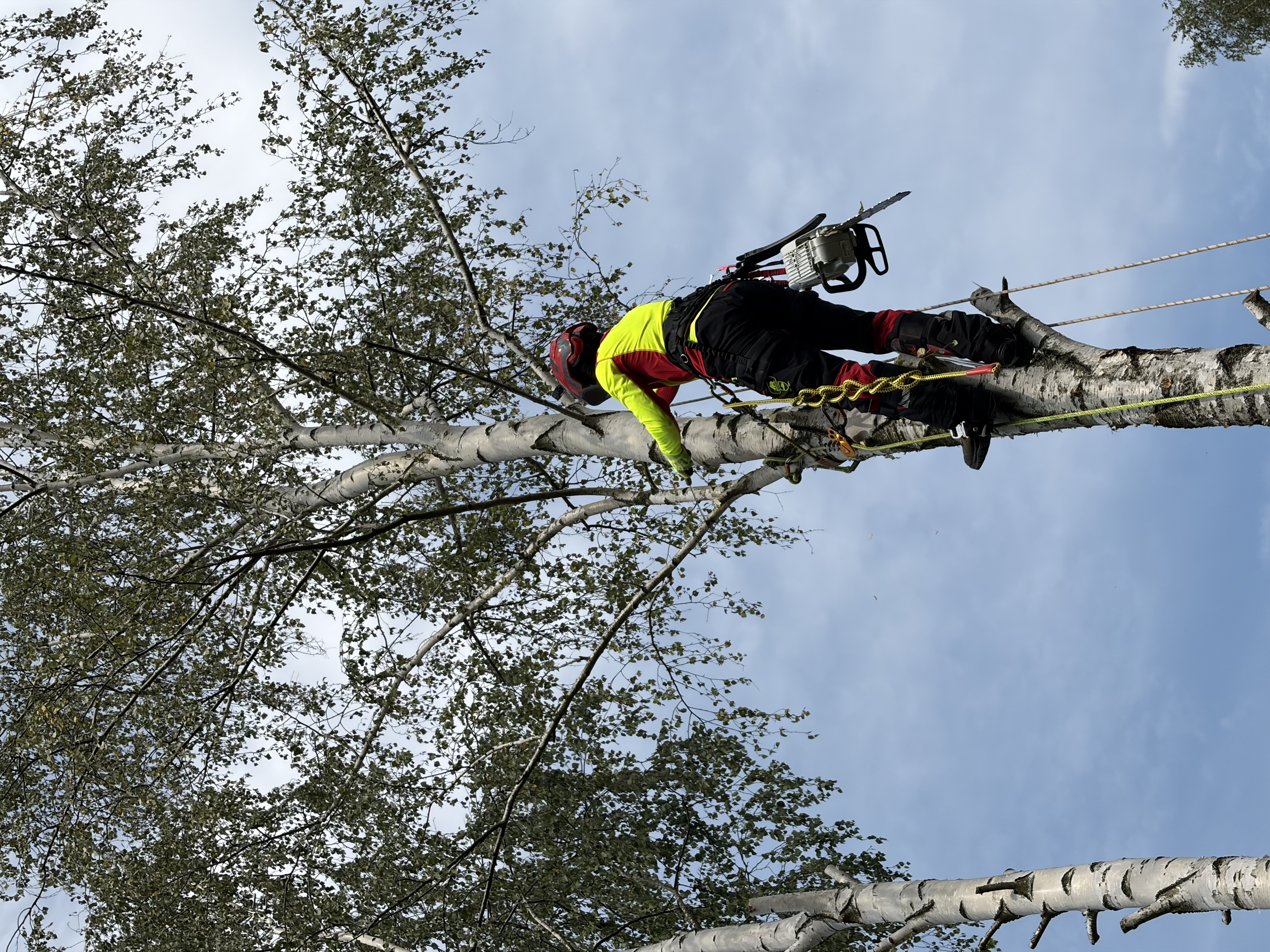Arbortysta z piłą w górnej części korony brzozy na tle nieba