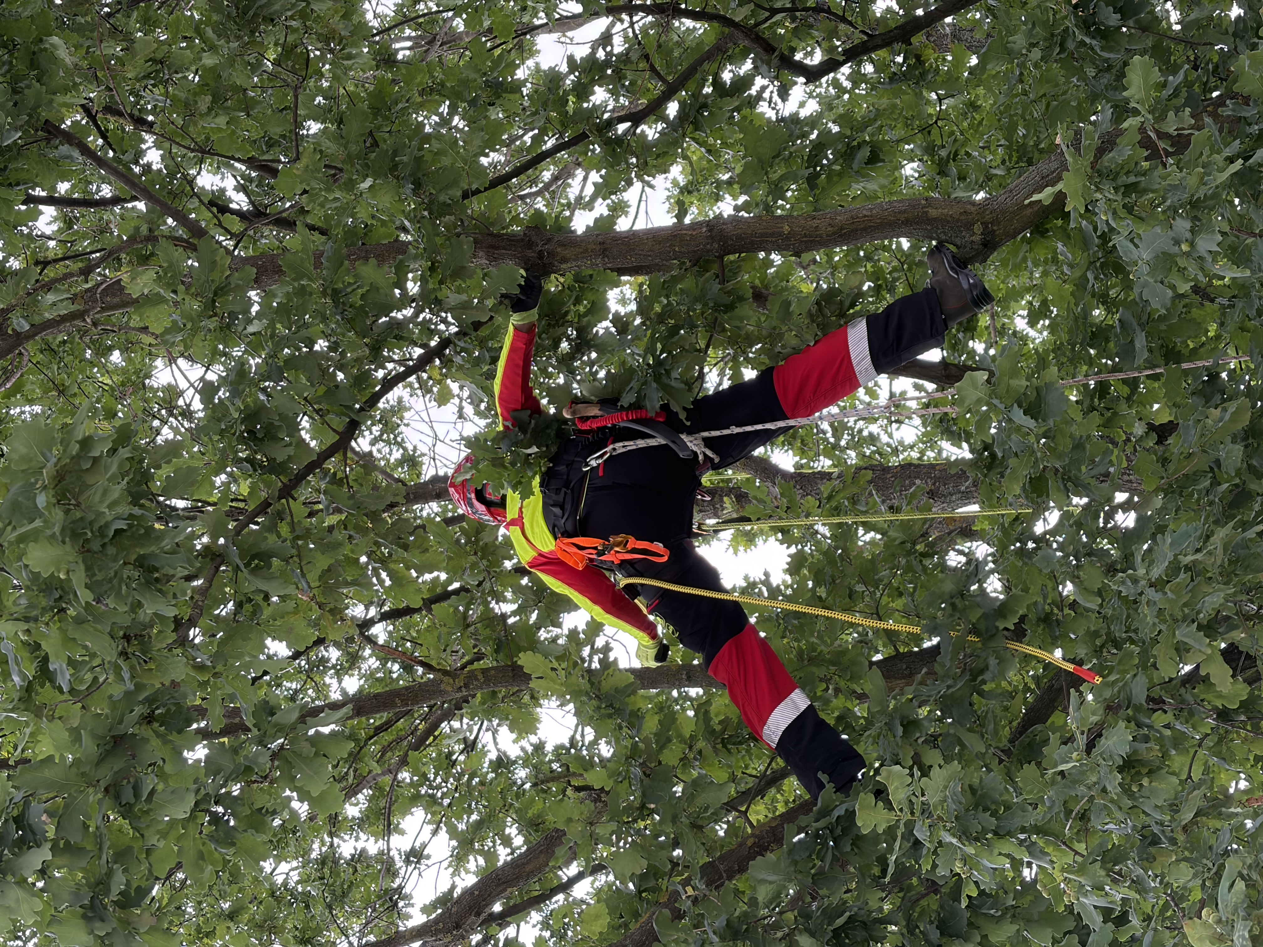 Arbortysta w uprzęży pracujący w gęstej koronie dębu