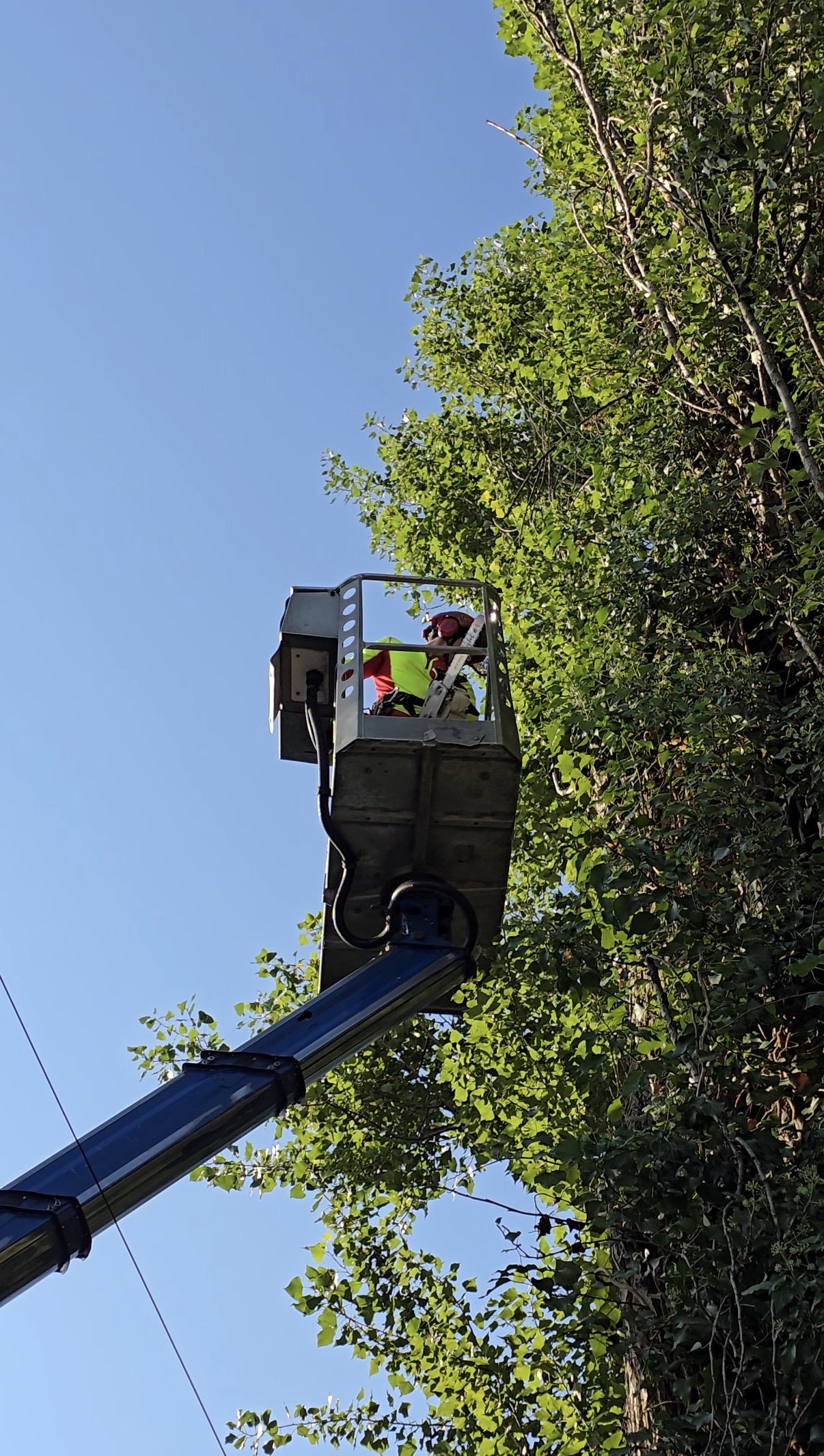 Arbortysta w podnośniku podczas pielęgnacji korony starej topoli