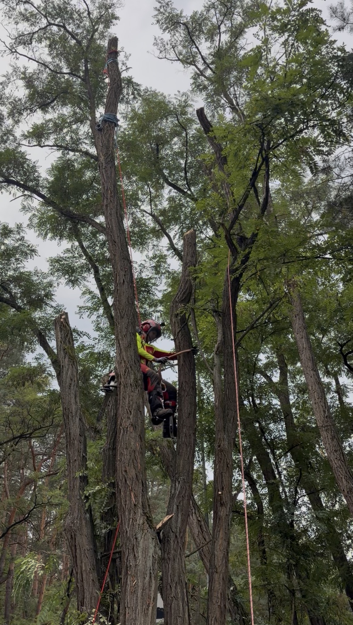 Arbortysta wykonujący wycinkę robinii akacjowej na wysokości