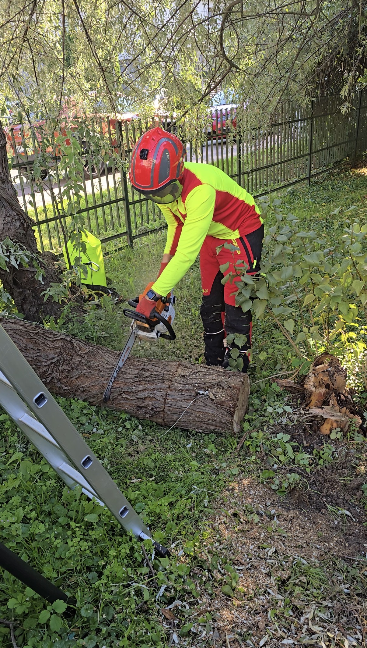 Arbortysta tnący przewrócone drzewo po wichurze