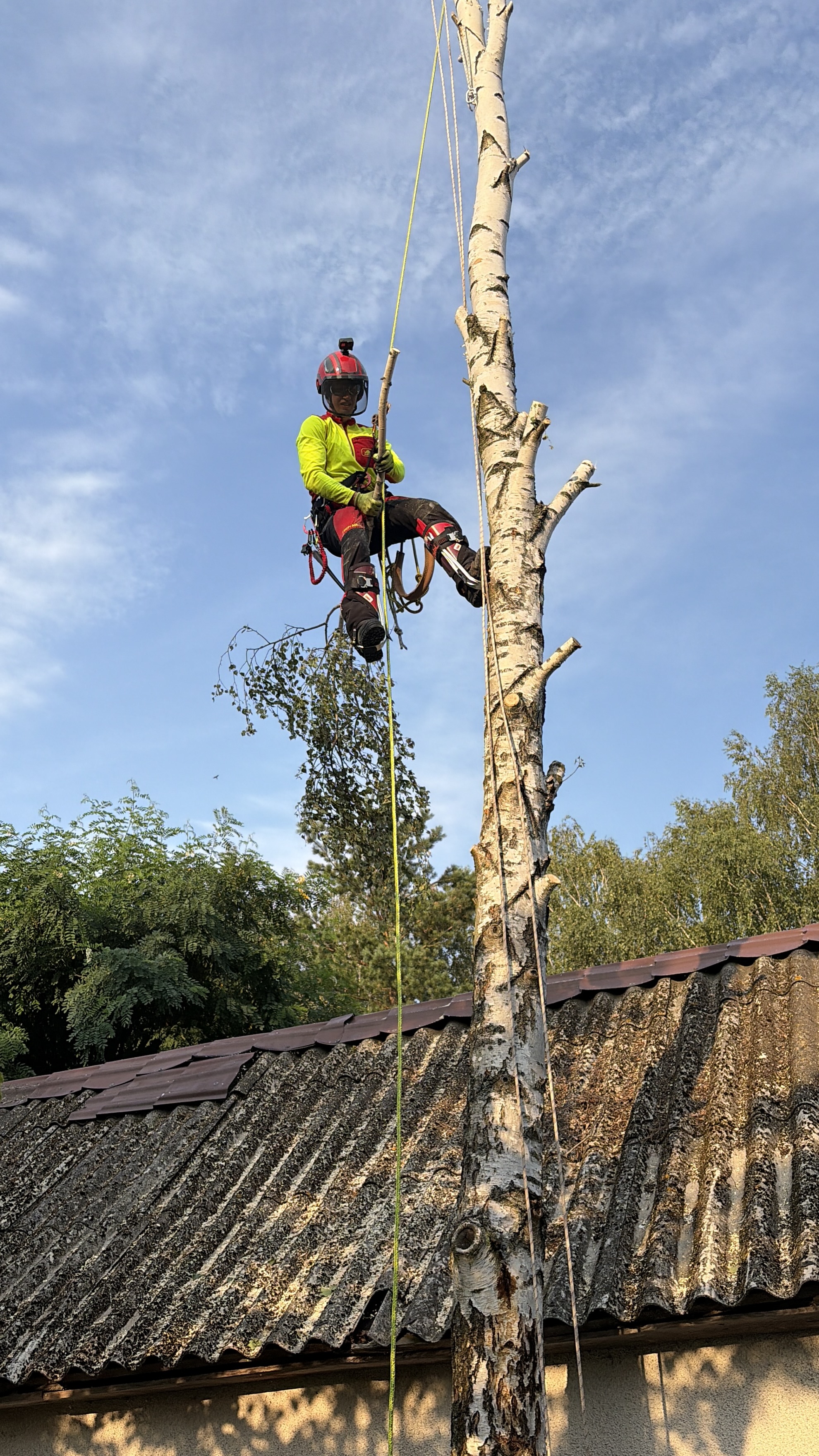 Arbortysta zawieszony w koronie brzozy podczas usuwania górnych gałęzi