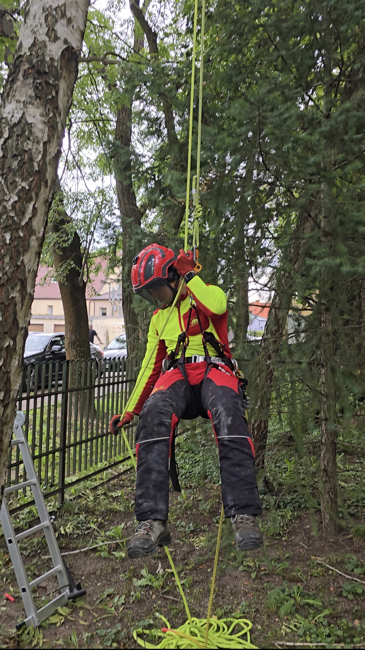 Arbortysta opuszczający się na linie podczas pielęgnacji drzew